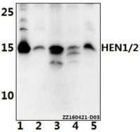 NHLH1 + NHLH2 antibody