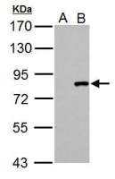 Cullin 3 antibody