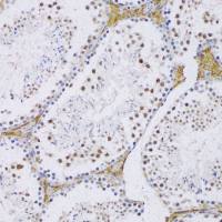 SFRS3 antibody