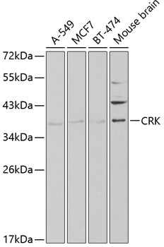 CRK antibody
