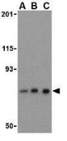 Nicastrin antibody