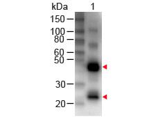 Rabbit Anti-Human IgG antibody (Biotin)