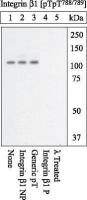 Integrin beta 1 / CD29 (phospho Thr788/Thr789) antibody