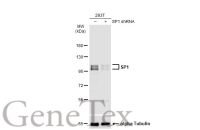 SP1 antibody [JF0950]