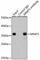 MNAT1 antibody