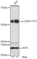 C6ORF150 (phospho Tyr215) antibody