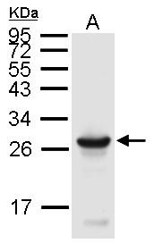 Uchl3 antibody