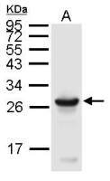 Uchl3 antibody