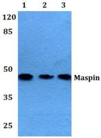 Maspin antibody