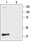 Kir4.1 antibody