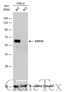 USP14 antibody