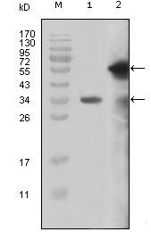 MLL antibody [10F8D7]