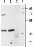 5-HT1A receptor antibody