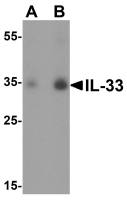 IL33 antibody