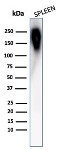 CD45RB antibody [PTPRC/1783R]