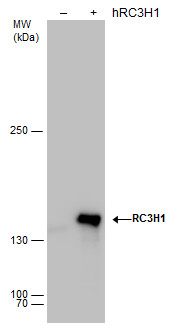 RC3H1 antibody