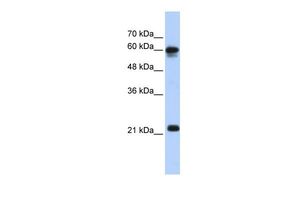 SEMA4F antibody, N-term