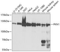 PKN1 antibody