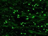 Mouse Anti-Human Kappa light chain antibody [GT1352] (CF488)