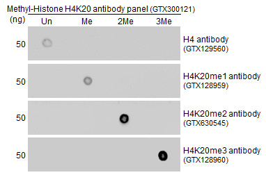 Histone H4K20me1 (monomethyl Lys20) antibody