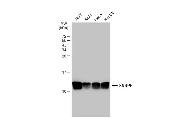 SNRPE antibody