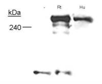 Neurofibromin antibody [McNFn27a]