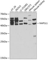 NAP1L1 antibody