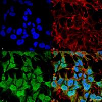 GABA A Receptor alpha 5 antibody [S415-24]