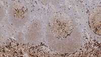 Mouse Anti-Human IgG antibody [RWP49]