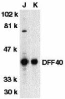 DFFB antibody
