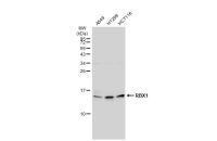 RBX1 antibody