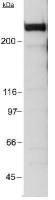 EP300 antibody [RW128]