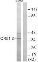 OR51I2 antibody