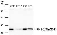 Prohibitin (phospho Thr258) antibody