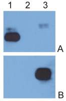 Mouse Anti-Human IgG (Fc) antibody [EM-07]