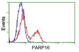 PARP16 antibody [2C8]