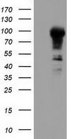 ALDH1L1 antibody [5G8]