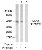 MEK2 (phospho Thr394) antibody