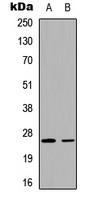 UBTD2 antibody