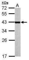 NR1I3 antibody