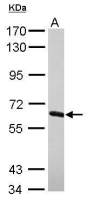 NXF2 antibody