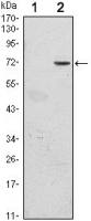 GFI1 antibody [5D7]