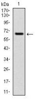 CYP1A1 antibody [6G5]