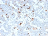 MUC2 antibody [MLP/2970R]