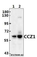 CCZ1 + CCZ1B antibody