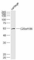 C20orf186 antibody