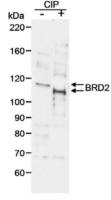 BRD2 antibody