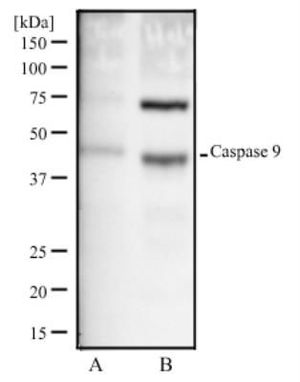 Caspase 9 antibody [LAP6 96-2-22]