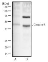 Caspase 9 antibody [LAP6 96-2-22]