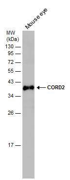 CORD2 antibody